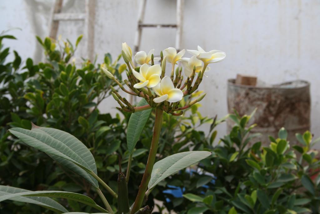 Auberge Keur Diame Dakar Exterior photo
